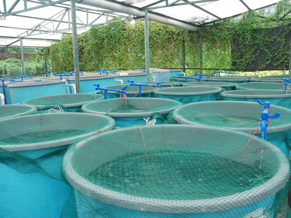 Chlorine dioxide for fish basins.
