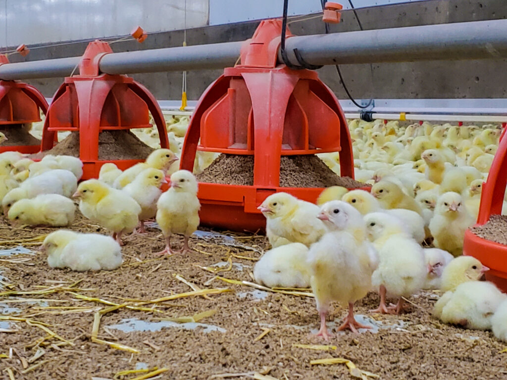 Poultry Dutrion Chlorine Dioxide Solutions